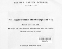 Lirula nervisequa image